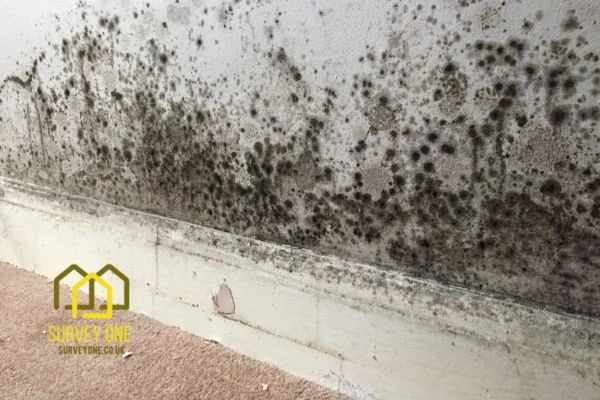 What’s the First Step to Take When You Notice Damp on a Party Wall Amersham?